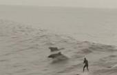 小伙在海面上冲浪，碰到海豚，这运气绝了！(8.3分娱乐片)