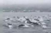 探访全球海豚密度最高的州府：随处可见100只海豚，还会学人类冲浪！(8.3分资讯片)